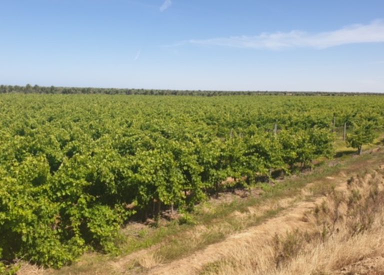 Lot 382, 383, Brownes Road, Two ... Lot 382, 383, Brownes Road, Two ...
