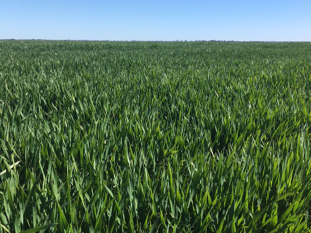 41-43A Canary Island South Road, Durham Ox