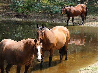 1362 Romsey Road, Romsey