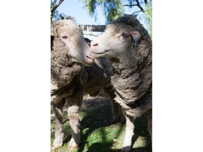 55 McGintys Lane, Glenaroua