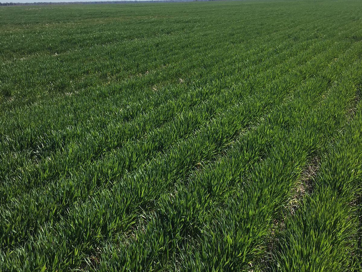 41-43A Canary Island South Road, Durham Ox