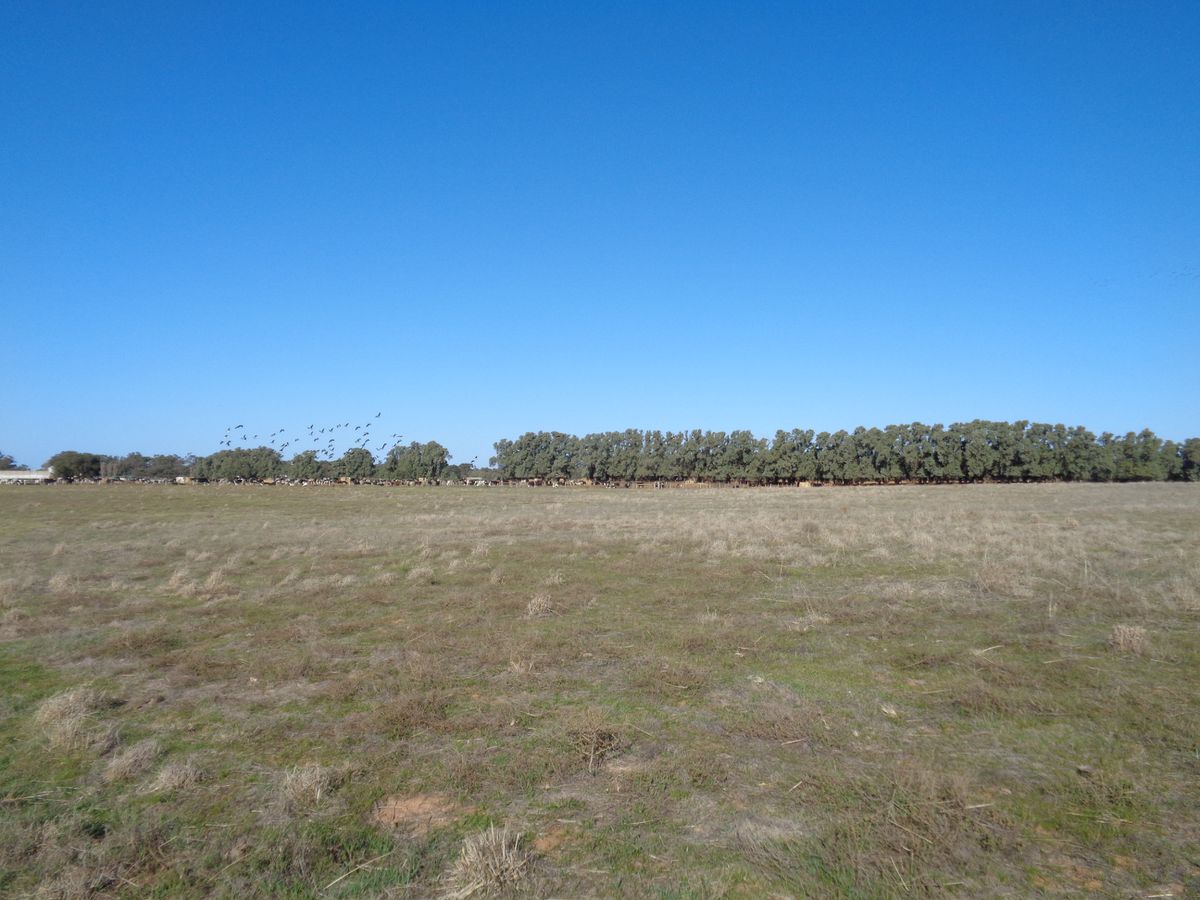 211 Torrumbarry Weir Road, Patho