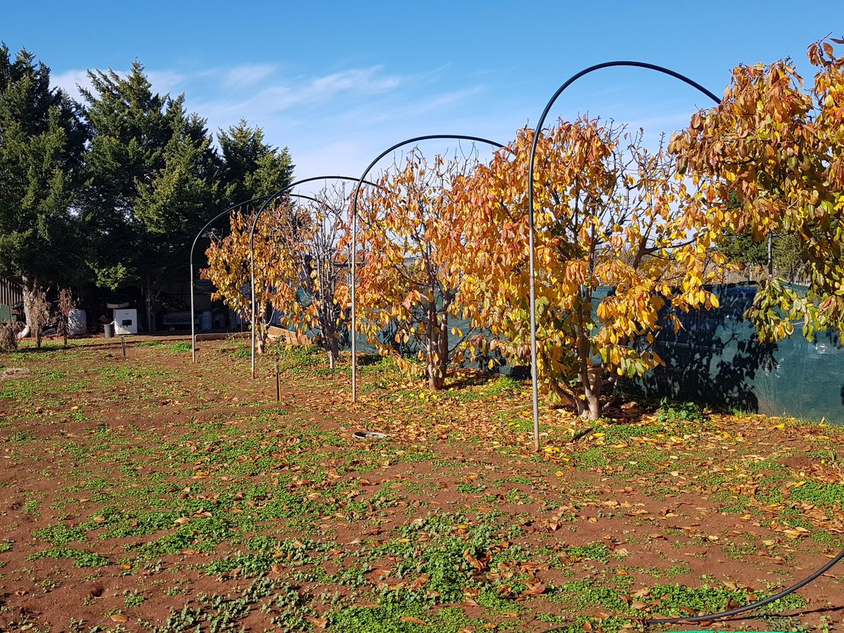 50 School Road, Corop