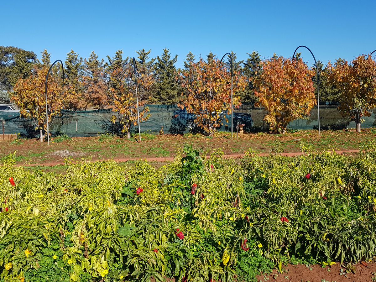 50 School Road, Corop