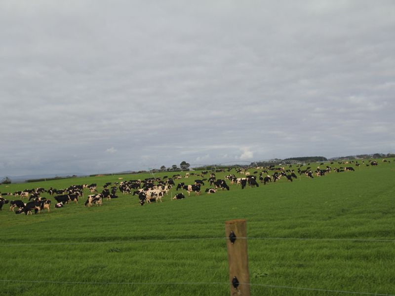 231 Mengha Road, Forest