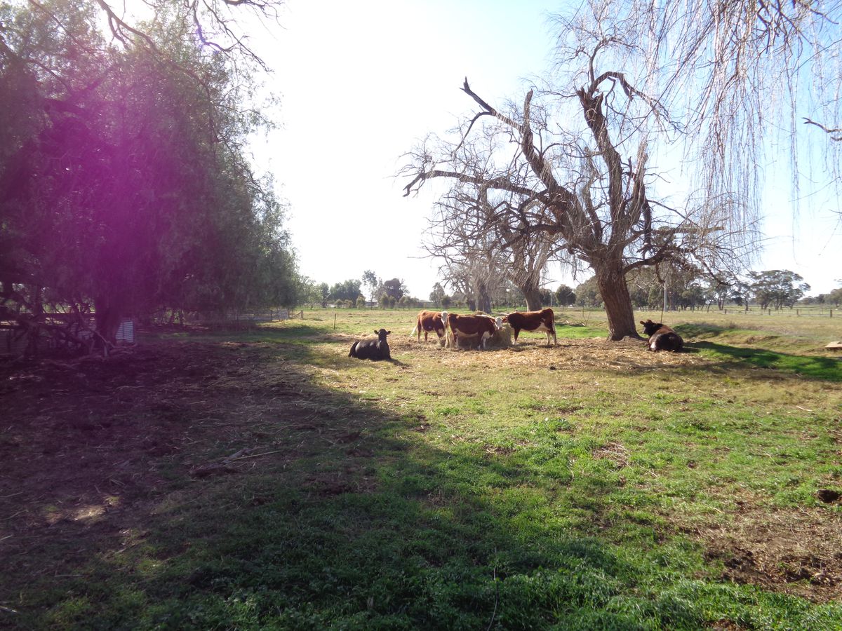 211 Torrumbarry Weir Road, Patho