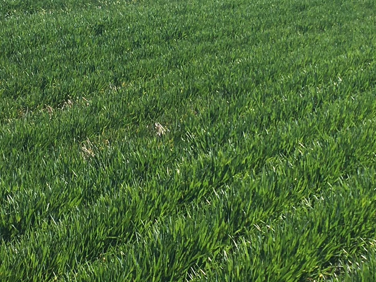 41-43A Canary Island South Road, Durham Ox