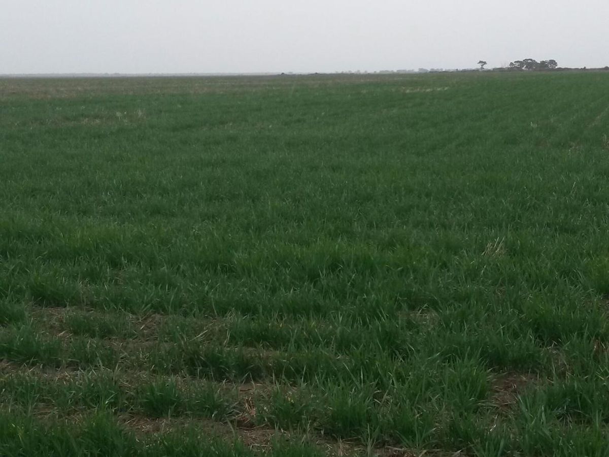 41-43A Canary Island South Road, Durham Ox