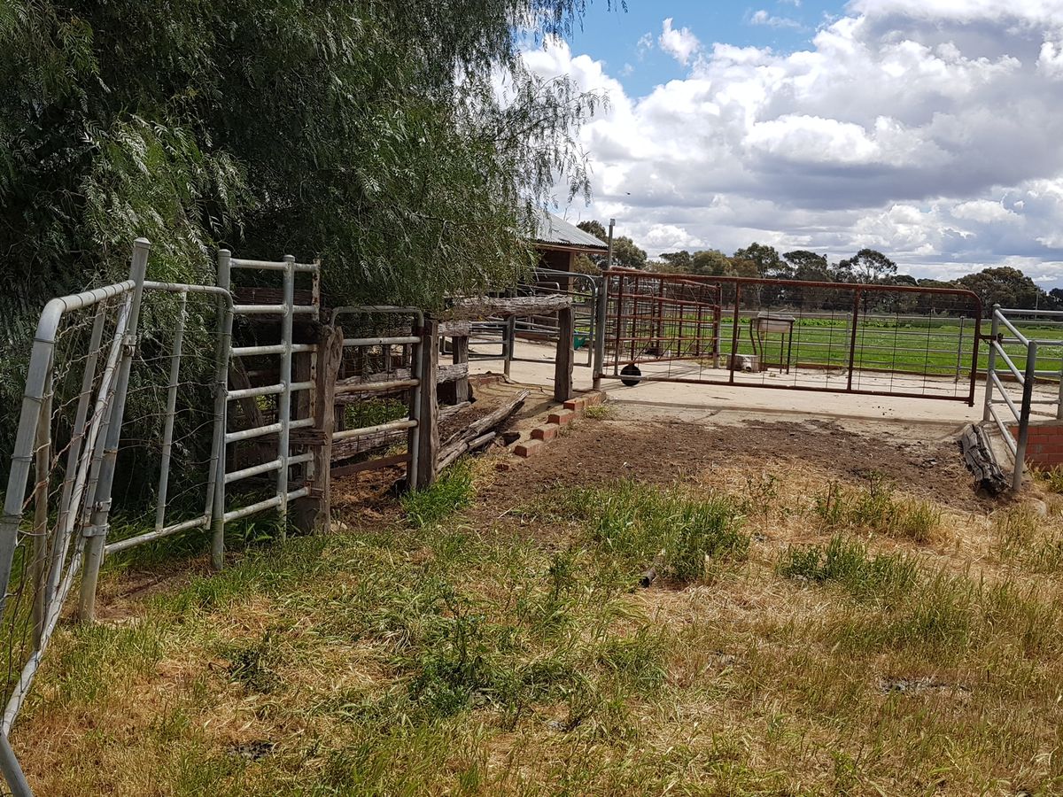 1336 Scobie Road, Tongala