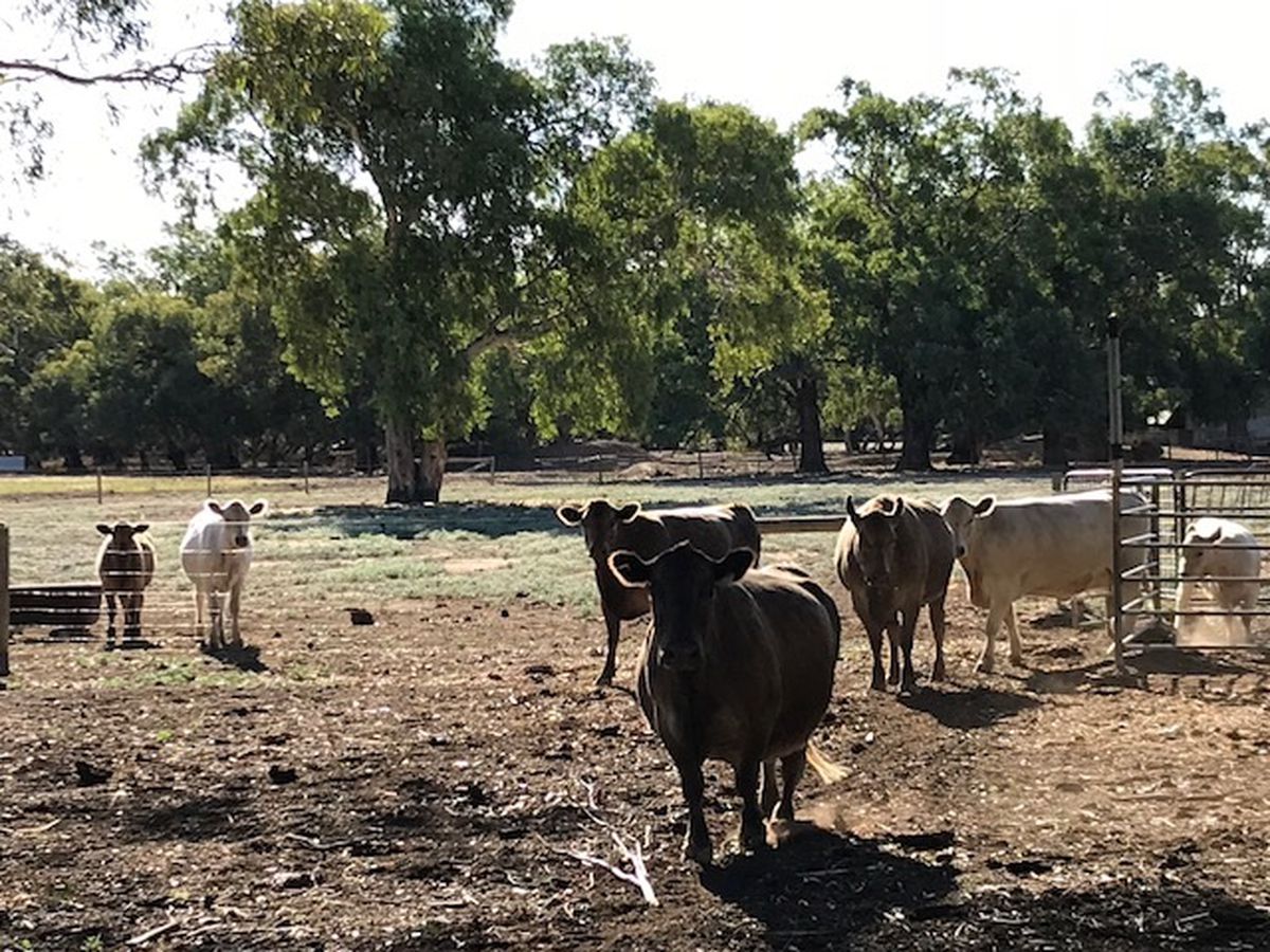 397 Harry Road, Milloo