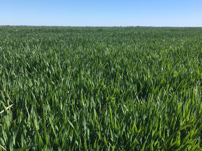 41-43A Canary Island South Road, Durham Ox